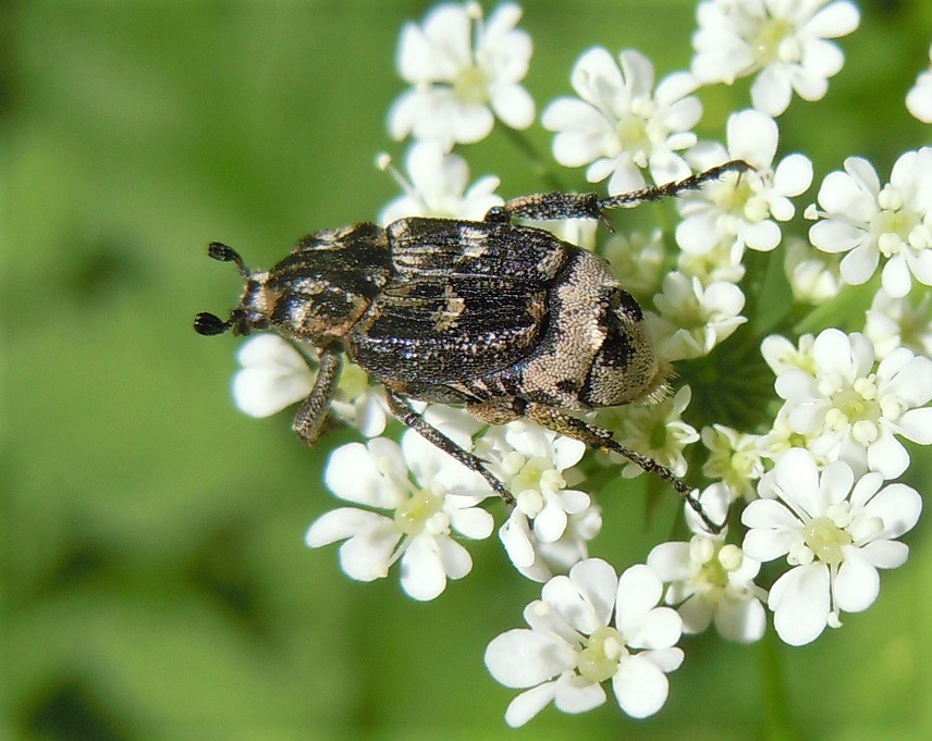 Valgus hemipterus